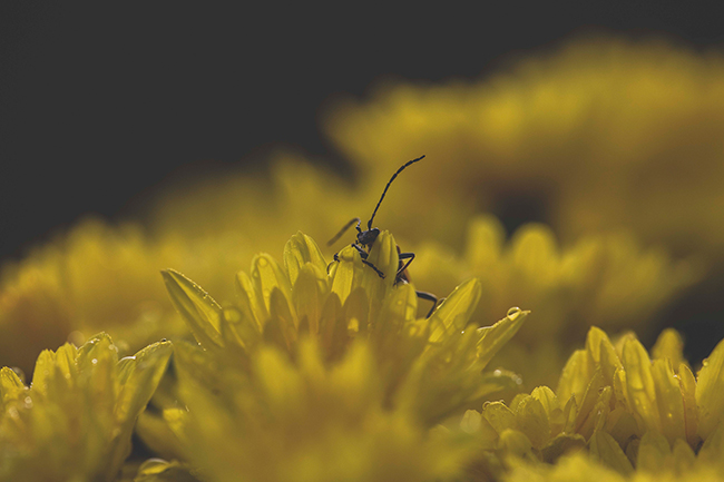 Macro-Photography-LensRentals-Bug-Yellow-small